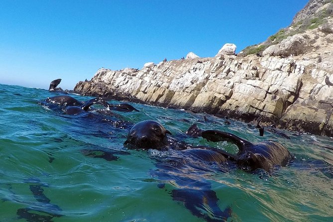 1.5-Hour Seal Viewing Boat Tour in Plettenberg Bay - Key things to know before booking