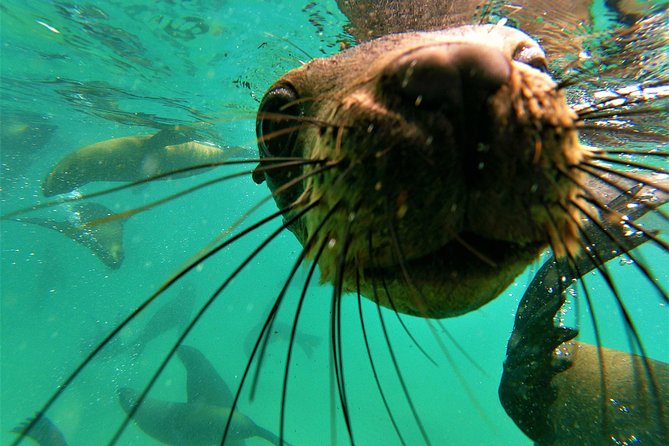 1.5-Hour Seal Viewing Boat Tour in Plettenberg Bay - Why Plettenberg Bay is a good place for seal viewing