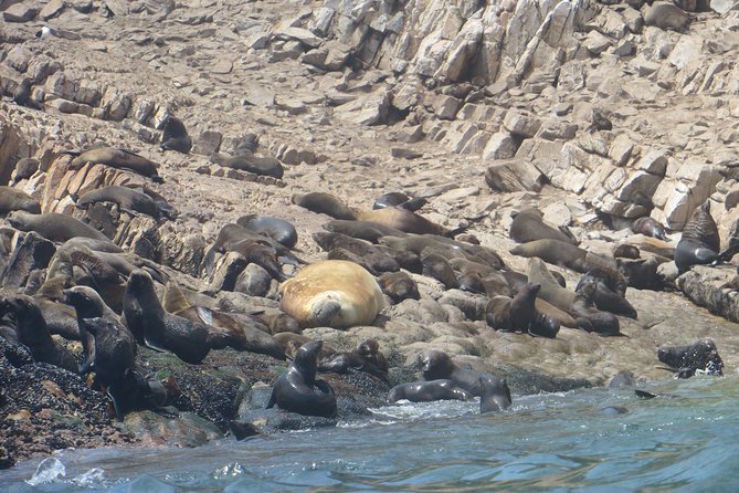 1.5-Hour Seal Viewing Boat Tour in Plettenberg Bay - A closer look at the wildlife experience