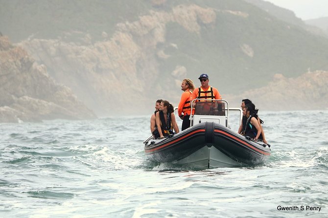 1.5-Hour Seal Viewing Boat Tour in Plettenberg Bay - From Hopwood Street to the open water