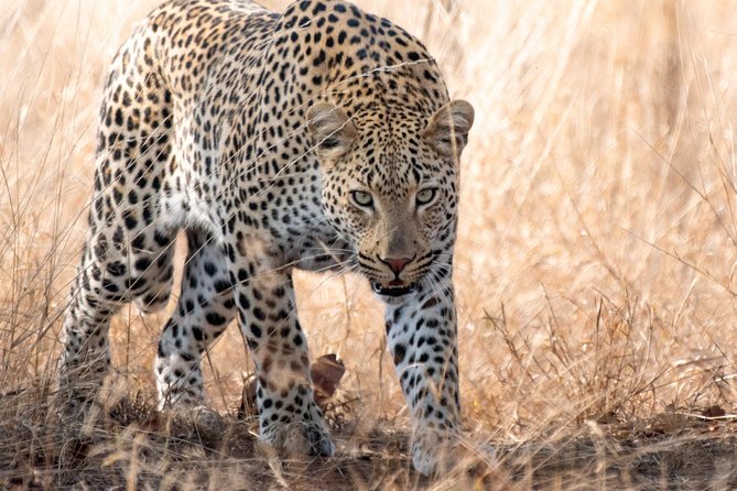 1 Day Photographic Wildlife Safari from Hazyview to Kruger Park - Why this Kruger day is made for photography