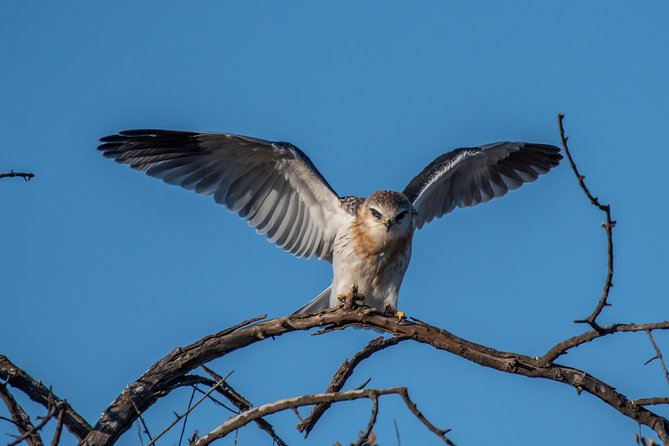 1 Day Photographic Wildlife Safari from Hazyview to Kruger Park - Working from the open safari vehicle