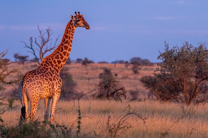 1 Day Photographic Wildlife Safari from Hazyview to Kruger Park - What a full day inside Kruger feels like