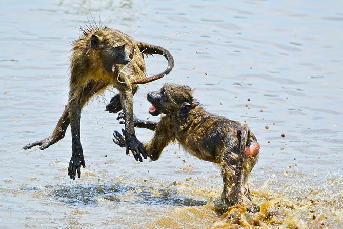 1 Day Photographic Wildlife Safari from Hazyview to Kruger Park - Meals, water, and the costs at the gate