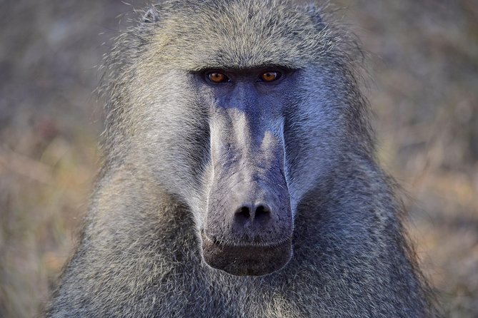 1 Day Photographic Wildlife Safari from Hazyview to Kruger Park - Who should book this safari
