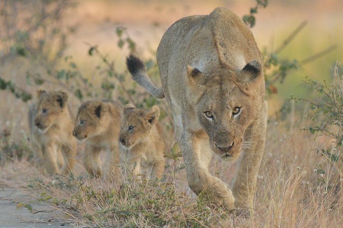 1 Day Photographic Wildlife Safari from Hazyview to Kruger Park - The 5:00 am departure from Hazyview