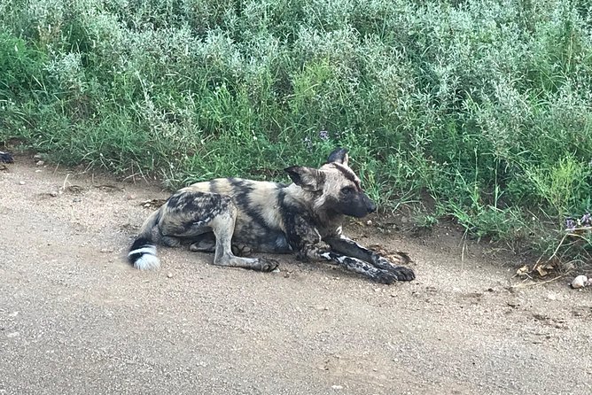 1 Day Safari from Johannesburg - What the guide adds to the drive