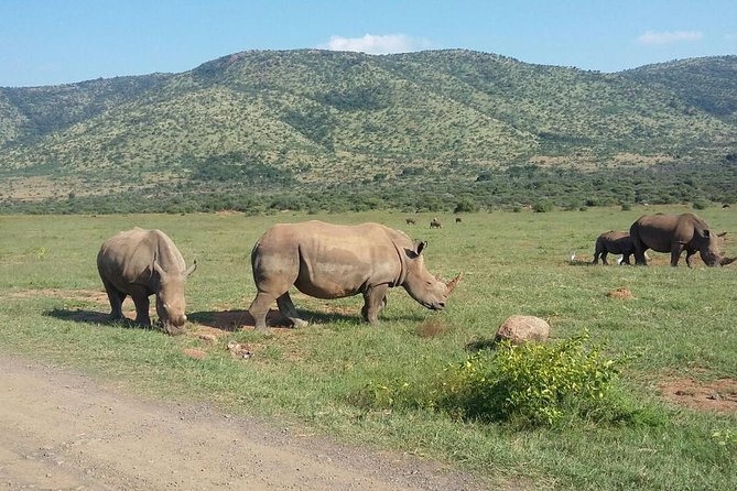 1 Day Safari from Johannesburg - Lunch, park fees, and the real value of $275.25