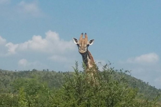 1 Day Safari from Johannesburg - Returning to Johannesburg the same evening
