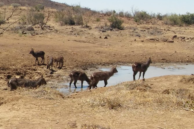 1 Day Safari from Johannesburg - Weather, cancellation, and small practical matters