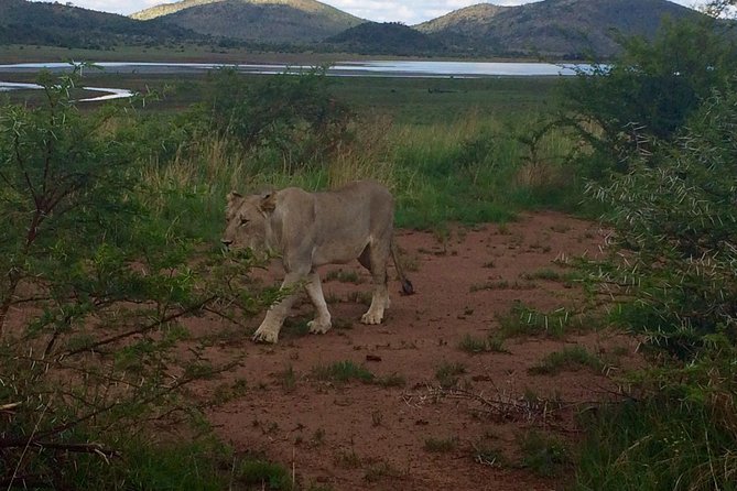 1 Day Safari from Johannesburg - Who will get the most from this safari