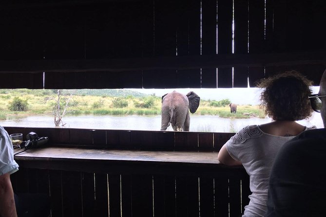 1 Day Safari from Johannesburg - Six hours searching Pilanesberg for wildlife