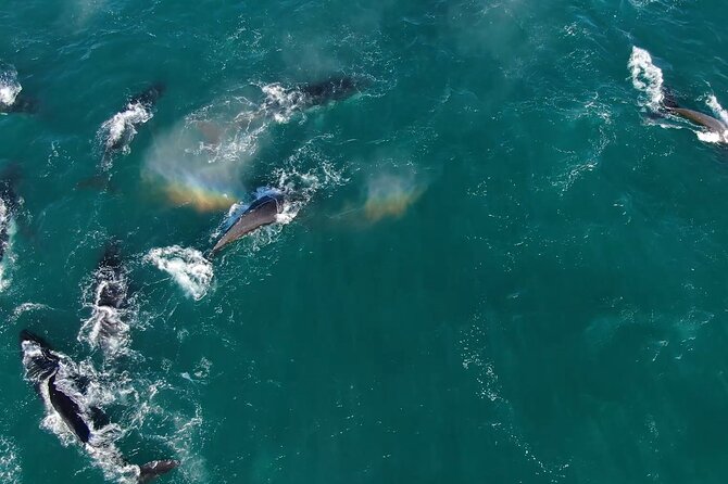1 Day Whale Watching at Yzerfontein - The 6:30 a.m. start at Yzerfontein Harbour