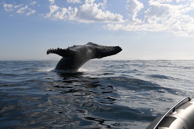 1 Day Whale Watching at Yzerfontein - Searching for humpback supergroups