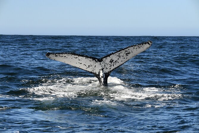 1 Day Whale Watching at Yzerfontein - Dolphins, seals, birds, and the wider sea