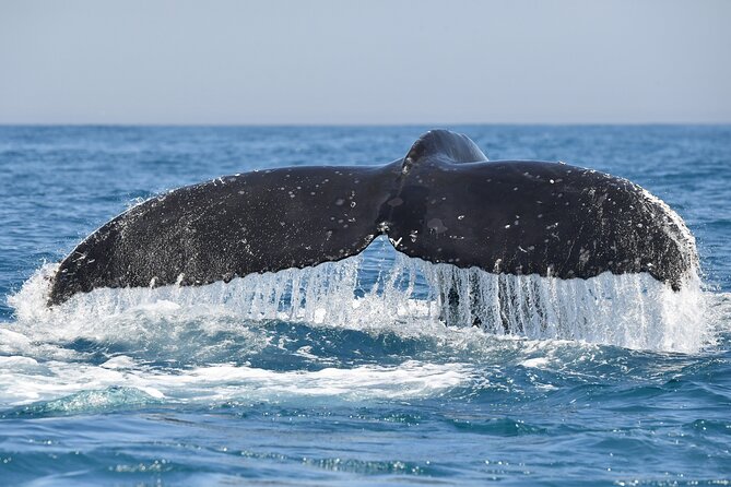 1 Day Whale Watching at Yzerfontein - What you receive before, during, and after the trip