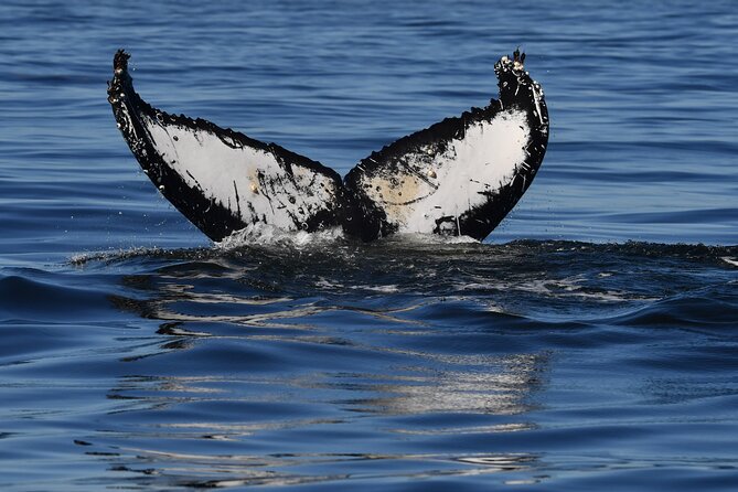 1 Day Whale Watching at Yzerfontein - Is the $331.87 price good value?