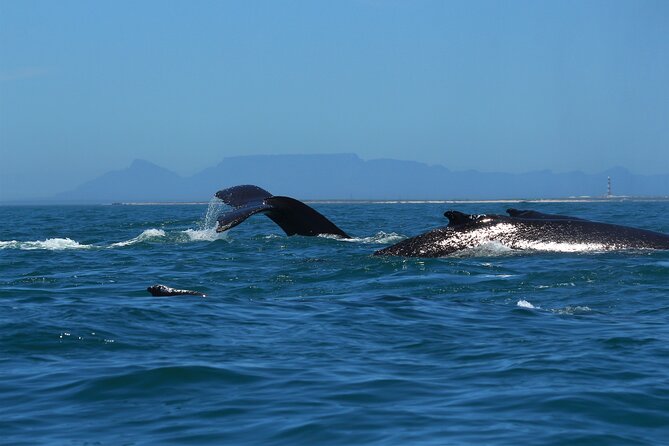 1 Day Whale Watching at Yzerfontein - Who will enjoy this most?