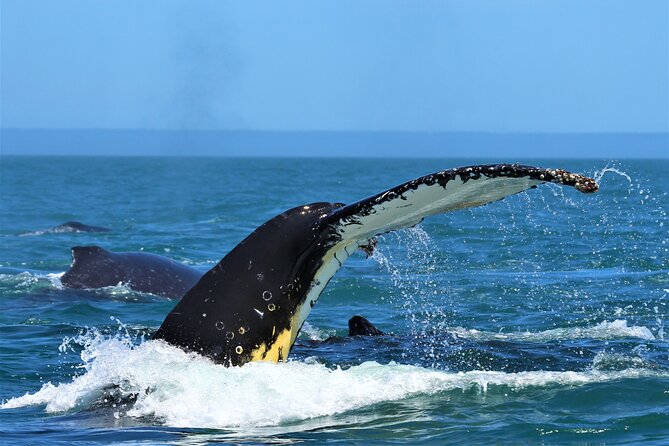 1 Day Whale Watching at Yzerfontein - Meganova and the open Atlantic ride