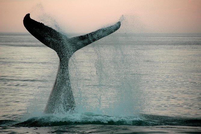 10 Day Cape & Garden Route Tour Combo with add-on accommodation - Day 9: Botlierskop and the Long Return to Cape Town