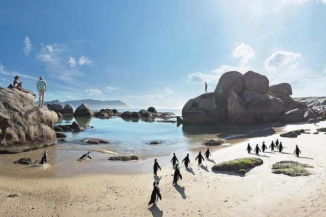 10 Day Cape & Garden Route Tour Combo with add-on accommodation - Day 2: Chapman’s Peak, Cape Point, and African Penguins