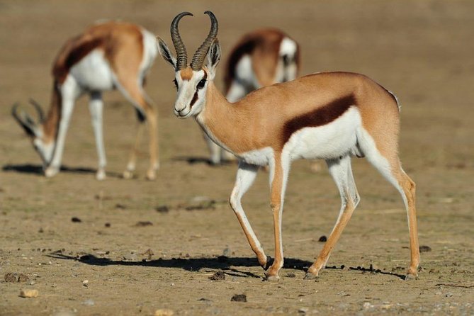 13 Day Safari - Cape Town to Johannesburg - Day 3: Robberg Nature Reserve and Plettenberg Bay