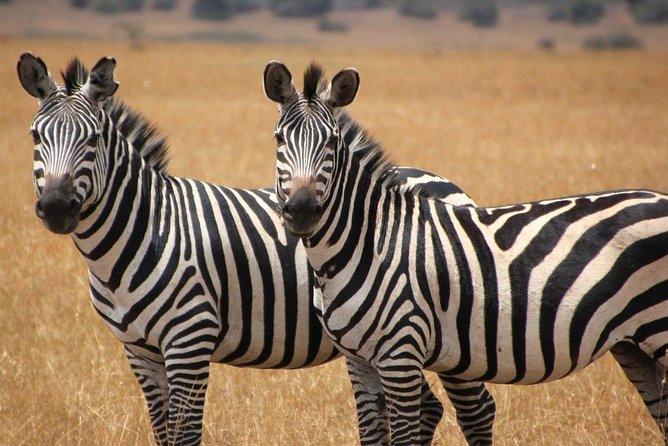13 Day Safari - Cape Town to Johannesburg - Day 5: Port Alfred and East London