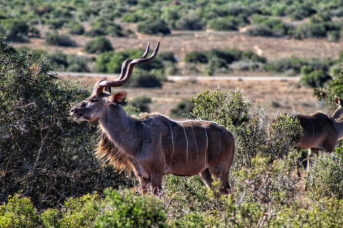 2 Day Addo Elephant Park Safari - Tracking giraffes on foot in Greater Addo
