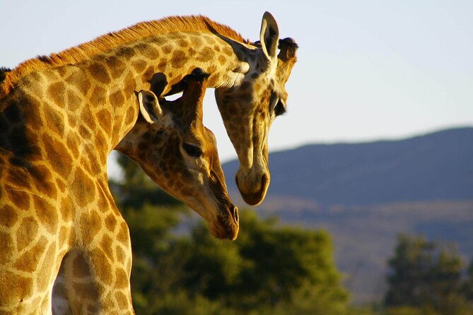 2 Day Inverdoorn Luxury Safari - Breakfast, a short final pause, and the return drive