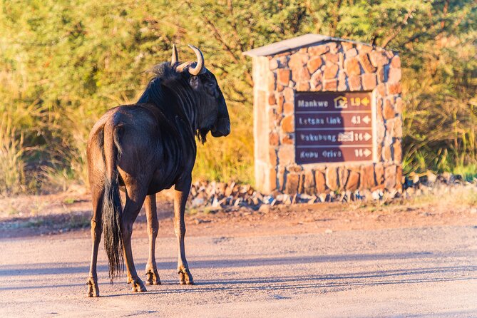 2 Day Pilanesberg Camping Safari - The second early drive and breakfast