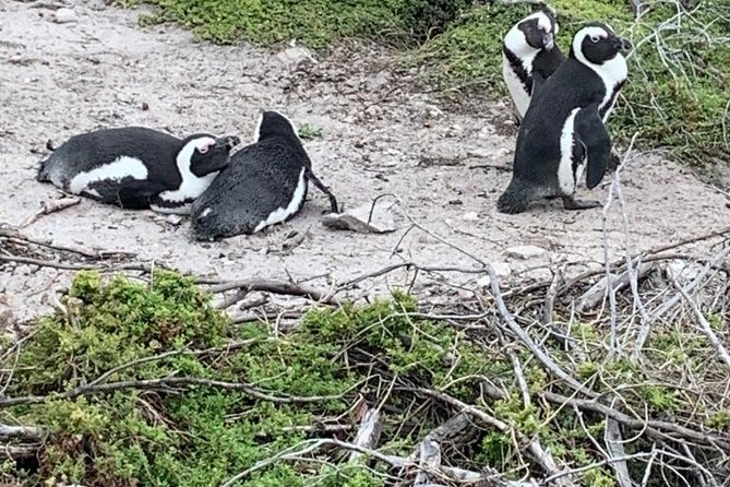2 Day Safari Experience from Cape Town - Key points to know before booking