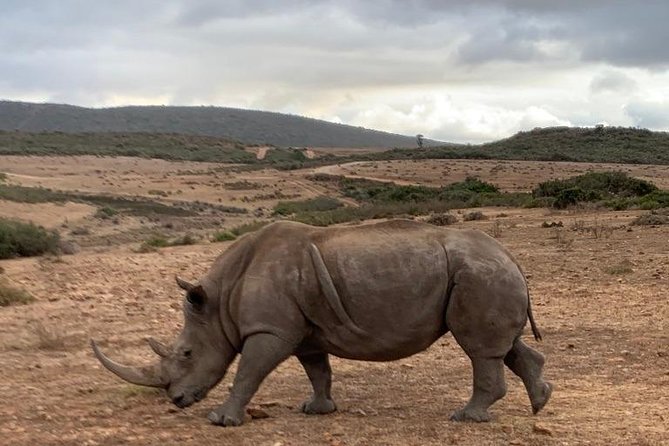 2 Day Safari Experience from Cape Town - Sunrise wildlife, then the coastal road home
