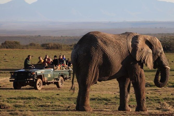2 Day Safari Experience from Cape Town - Sunset at Garden Route Game Lodge