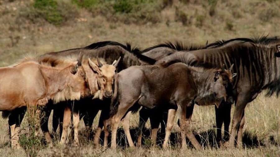 2 Day Small Group Cape Town: Garden Route Big 5 Safari Tour - Who will enjoy this fast-paced safari
