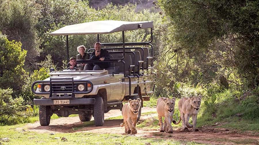 2 Day Small Group Cape Town: Garden Route Big 5 Safari Tour - From Cape Town to Oudtshoorn before breakfast