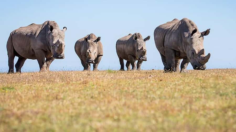 2 Day Small Group Cape Town: Garden Route Big 5 Safari Tour - An overnight at Chandelier Game Lodge