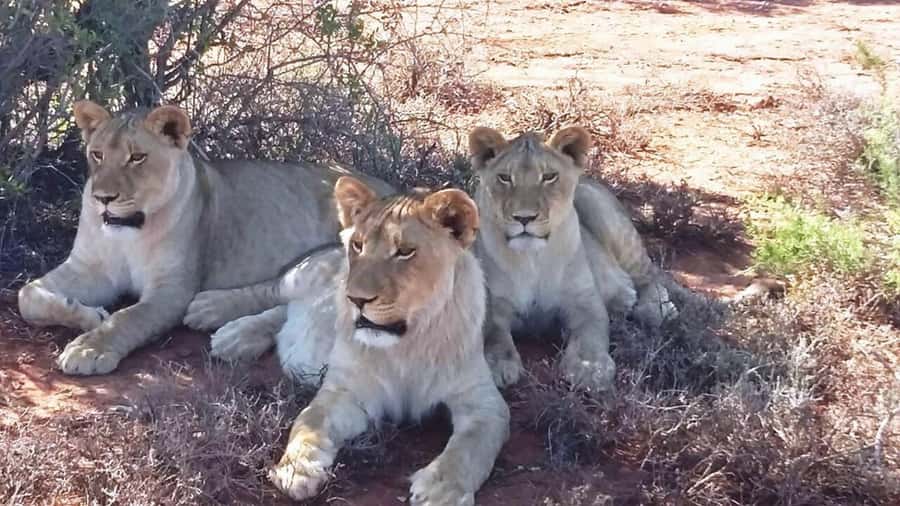 2 Day Small Group Cape Town: Garden Route Big 5 Safari Tour - Botlierskop and the three-hour Big 5 drive