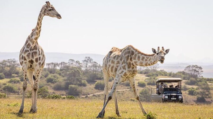 2 Day Small Group Cape Town: Garden Route Big 5 Safari Tour - What the $1,908 price really includes