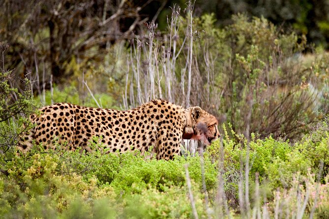 2 Day Small Group Garden Route Big 5 Safari Tour from Cape Town - Botlierskop is the main Big 5 safari outing