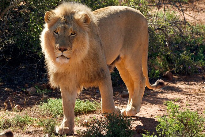 2 Day Small Group Garden Route Big 5 Safari Tour from Cape Town - Who will enjoy this packed two-day trip?