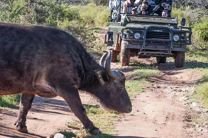 2 Day South African Wildlife Tour with 4x4 Safari from Cape Town - Botlierskop: the stronger big-game stop
