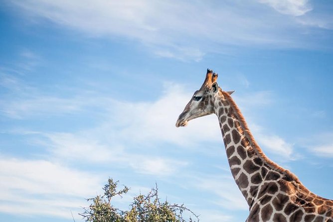 2 Day South African Wildlife Tour with 4x4 Safari from Cape Town - Buffelsdrift focuses on the smaller bush