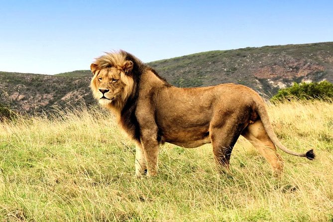2 Day South African Wildlife Tour with 4x4 Safari from Cape Town - What the $279.50 price really covers