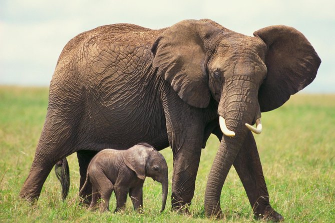 2 Day Wild Heart Western Cape Safari Tour with Private Transfers - Route 62 on the long ride home