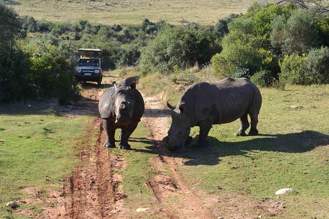 2 Day Wild Heart Western Cape Safari Tour with Private Transfers - Three hours at Botlierskop Private Game Reserve