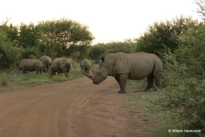 2-Days Pilanesberg best chance to view "Big 5" with private extended safari - Key points at a glance