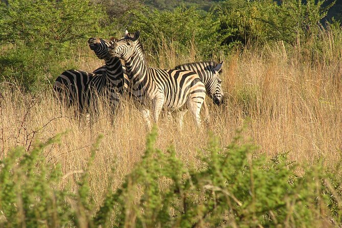 2-Days Pilanesberg best chance to view "Big 5" with private extended safari - Why two days works better than one at Pilanesberg