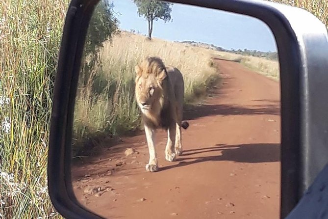2-Days Pilanesberg best chance to view "Big 5" with private extended safari - The five-hour private safari