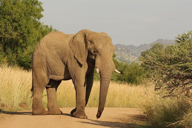 2-Days Pilanesberg best chance to view "Big 5" with private extended safari - The dawn open-vehicle drive on Day 2