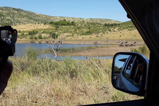2-Days Pilanesberg best chance to view "Big 5" with private extended safari - What the guides add to the experience